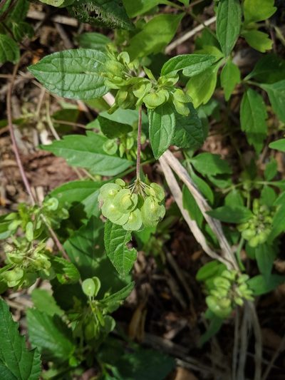 Delilia biflora, photographed by Macelo Costa