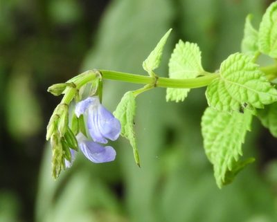 Salvia languidula, photographed by Francisco Farriols Sarabia
