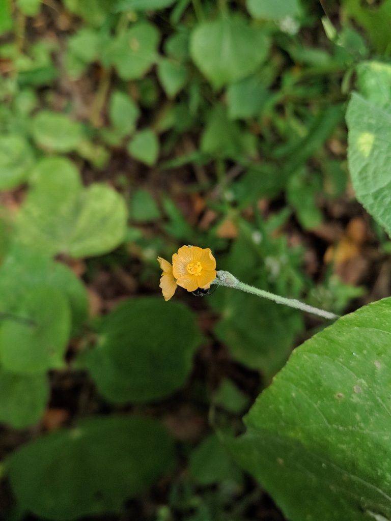Allobriquetia spicata, photographed by Macelo Costa