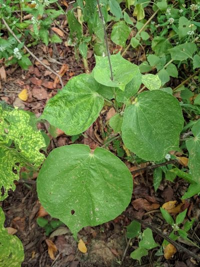 Allobriquetia spicata, photographed by Macelo Costa