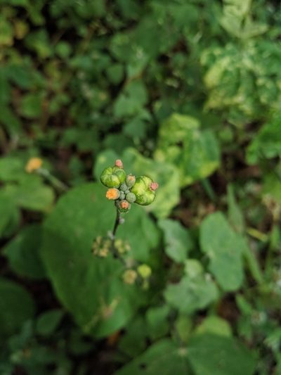 Allobriquetia spicata, photographed by Macelo Costa