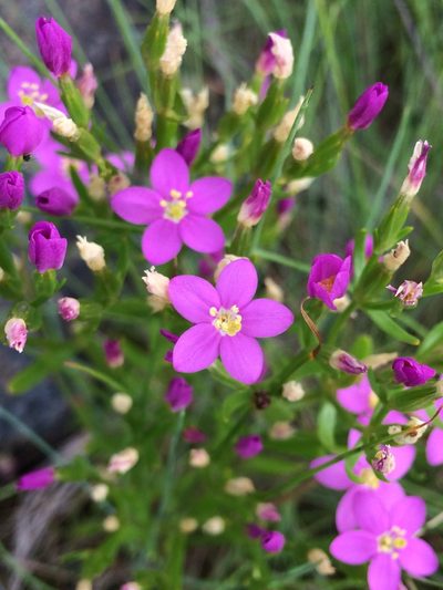 Centaurium littorale, photographed by Niklas Wahlberg