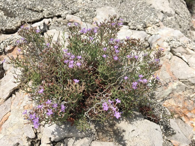 Limonium cordatum, photographed by Ryan McMinds