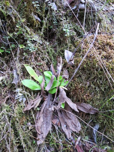 Craspedia minor, photographed by Alice Shanks