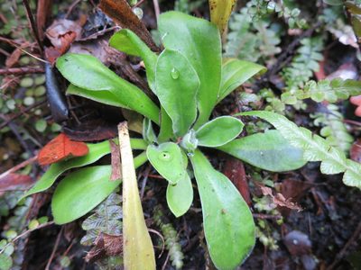 Craspedia minor, photographed by Alice Shanks