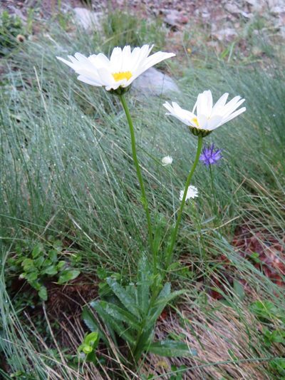 Leucanthemum heterophyllum, photographed by Marco Mussita