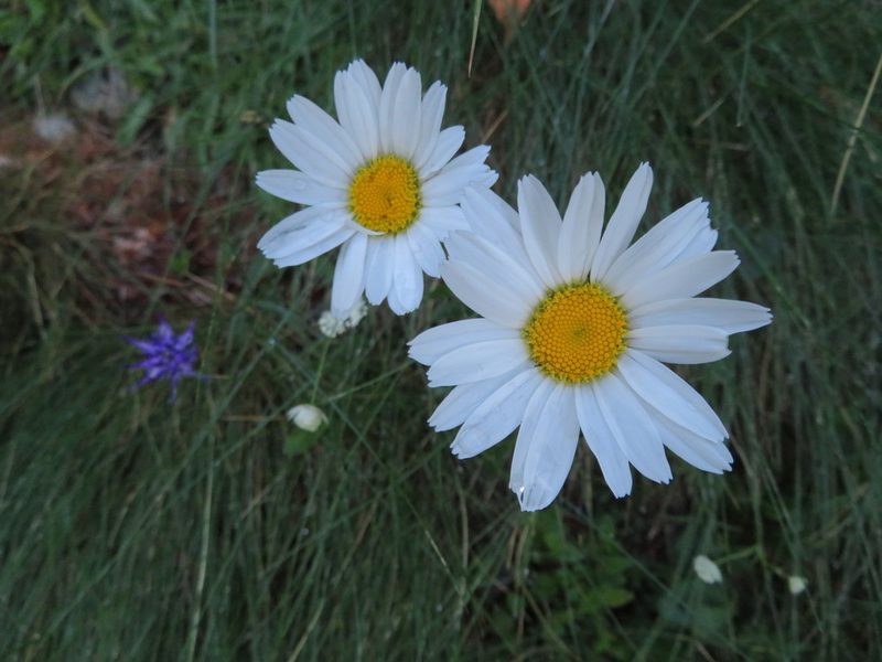 Leucanthemum heterophyllum, photographed by Marco Mussita