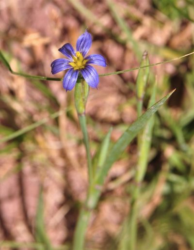 Sisyrinchium demissum, photographed by Patty Mitchum