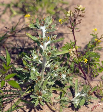 Gnaphalium rossicum, photographed by Вячеслав Юсупов