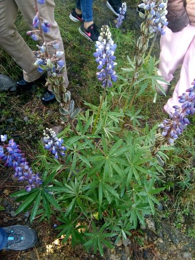 Lupinus aschenbornii, photographed by Jose Enrique