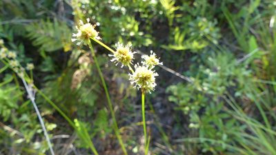 Juncus scirpoides, photographed by Valerie Anderson