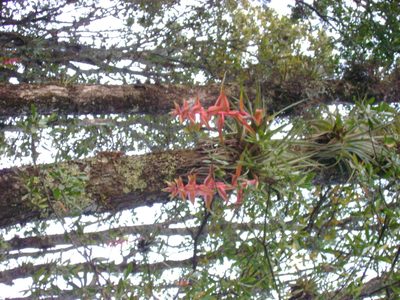 Tillandsia prodigiosa, photographed by Paul Prior