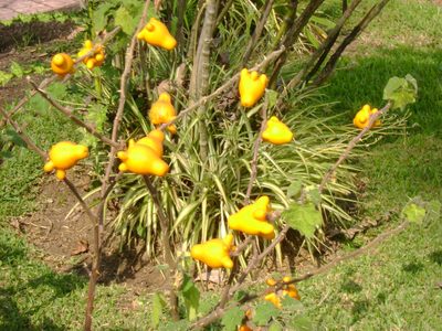 Solanum mammosum, photographed by Paul Prior