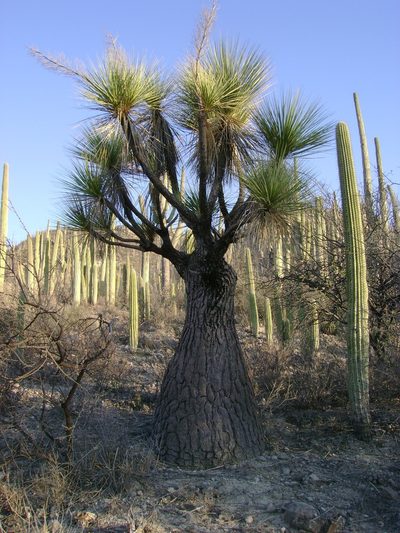 Beaucarnea gracilis, photographed by Paul Prior