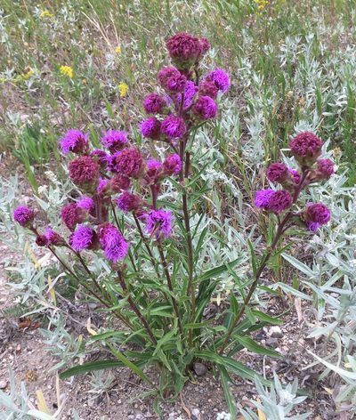 Liatris ligulistylis, photographed by Sean Frey