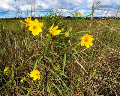 Bidens trichosperma, photographed by aarongunnar