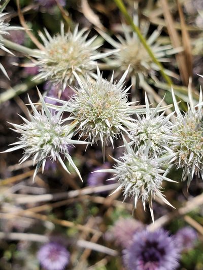 Eryngium petiolatum, photographed by Ellen Watrous