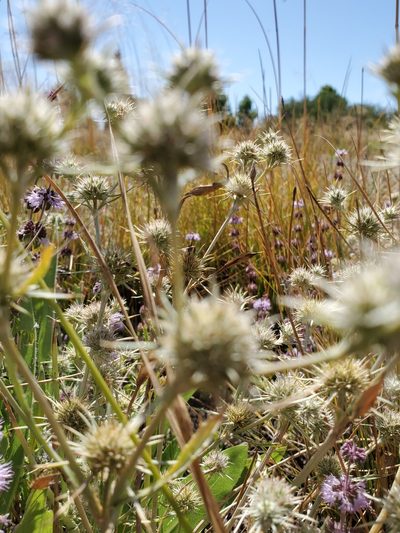 Eryngium petiolatum, photographed by Ellen Watrous