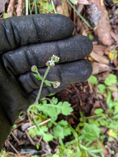Triplostegia glandulifera, photographed by Cheng-Te Hsu