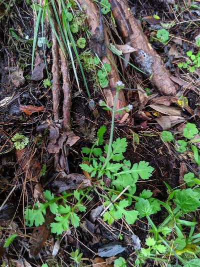 Triplostegia glandulifera, photographed by Cheng-Te Hsu