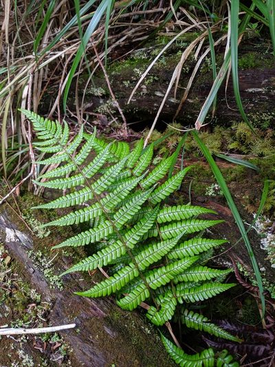Dryopteris lepidopoda, photographed by Cheng-Te Hsu