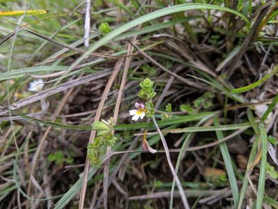 Euphrasia transmorrisonensis, photographed by Cheng-Te Hsu
