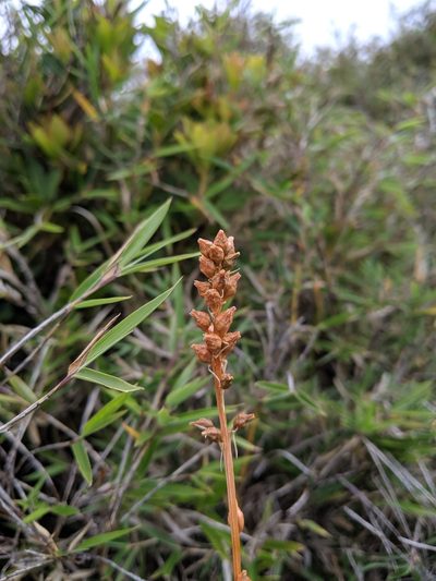 Aletris glabra, photographed by Cheng-Te Hsu