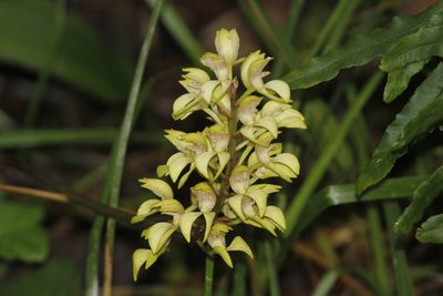 Govenia lagenophora, photographed by Juan Cruzado Cortés