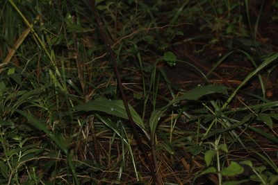 Govenia lagenophora, photographed by Juan Cruzado Cortés
