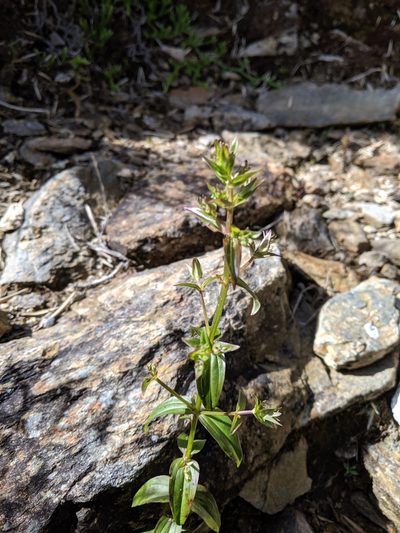 Swertia macrosperma, photographed by Cheng-Te Hsu