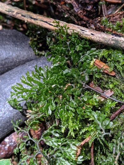 Hymenophyllum paniculiflorum, photographed by Cheng-Te Hsu