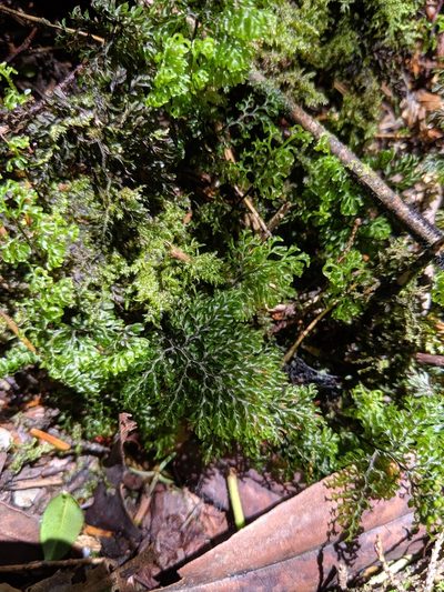 Hymenophyllum paniculiflorum, photographed by Cheng-Te Hsu