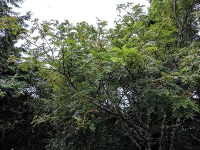 Sorbus randaiensis, photographed by Cheng-Te Hsu