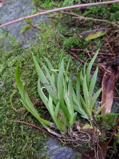 Oberonia caulescens, photographed by Cheng-Te Hsu
