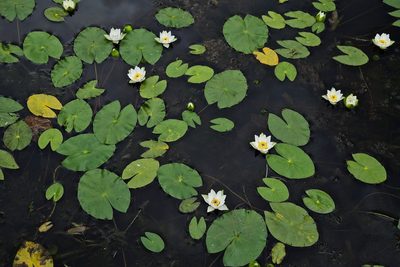 Nymphaea tetragona, photographed by Donald Hampton