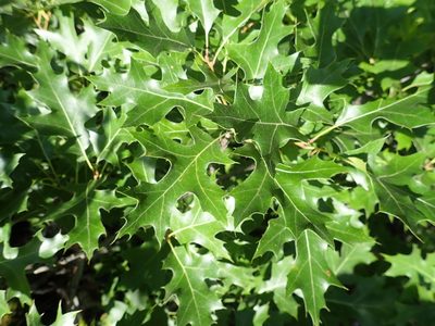 Quercus ellipsoidalis, photographed by Rob Foster