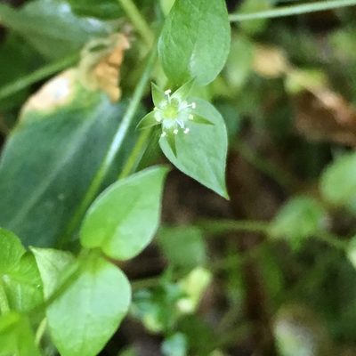 Stellaria crispa, photographed by Harry Podschwit