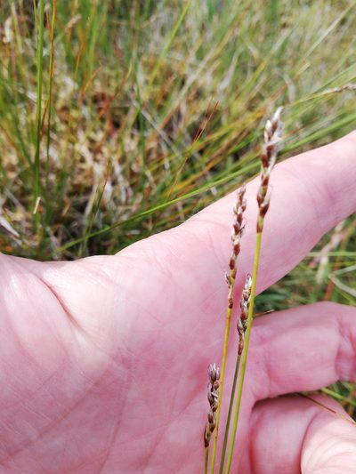 Carex myosuroides, photographed by Ditte Grube Barild