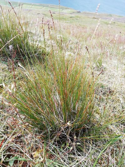 Carex myosuroides, photographed by Ditte Grube Barild
