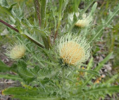 Cirsium hookerianum, photographed by mfeaver