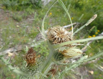 Cirsium hookerianum, photographed by mfeaver