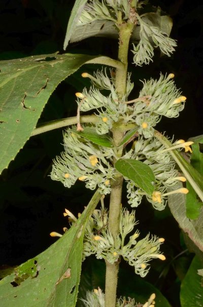 Gomphostemma crinitum, photographed by Eugene Popov
