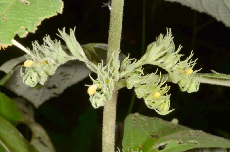 Gomphostemma crinitum, photographed by Eugene Popov
