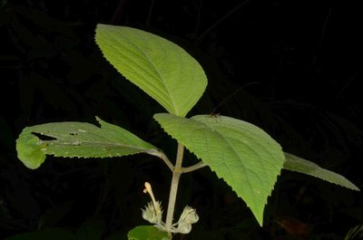 Gomphostemma crinitum, photographed by Eugene Popov