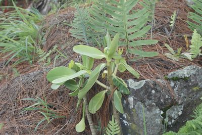 Clusia salvinii, photographed by Juan Cruzado Cortés