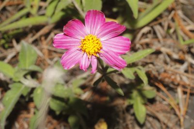 Bidens aequisquama, photographed by Juan Cruzado Cortés