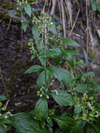 Teucrium bidentatum, photographed by Cheng-Te Hsu