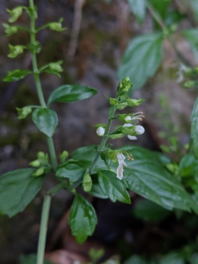 Teucrium bidentatum, photographed by Cheng-Te Hsu