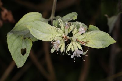 Pycnanthemum muticum, photographed by Judy Gallagher
