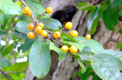 Casearia nitida, photographed by Francisco Farriols Sarabia